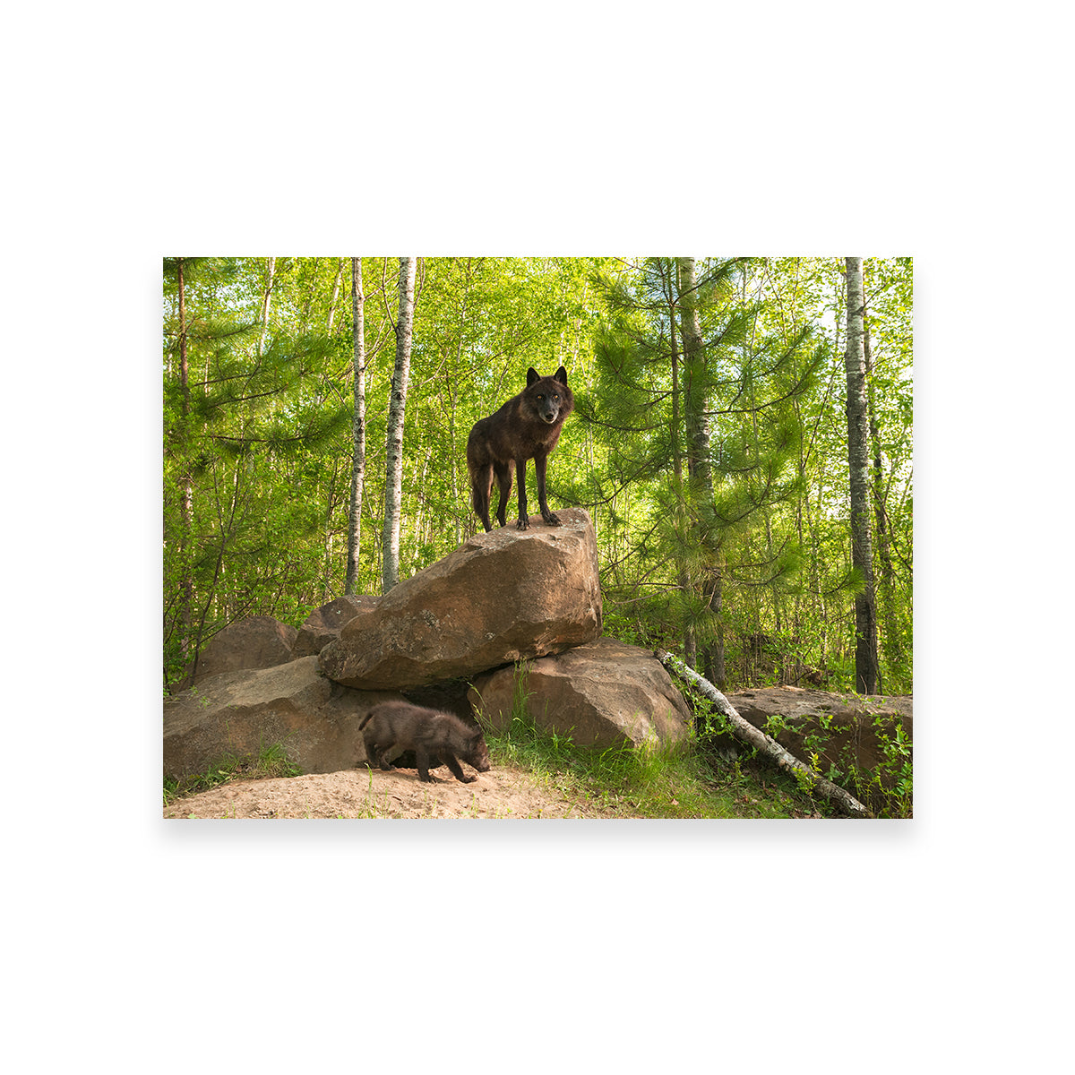 Black Wolf on Den Wall Art
