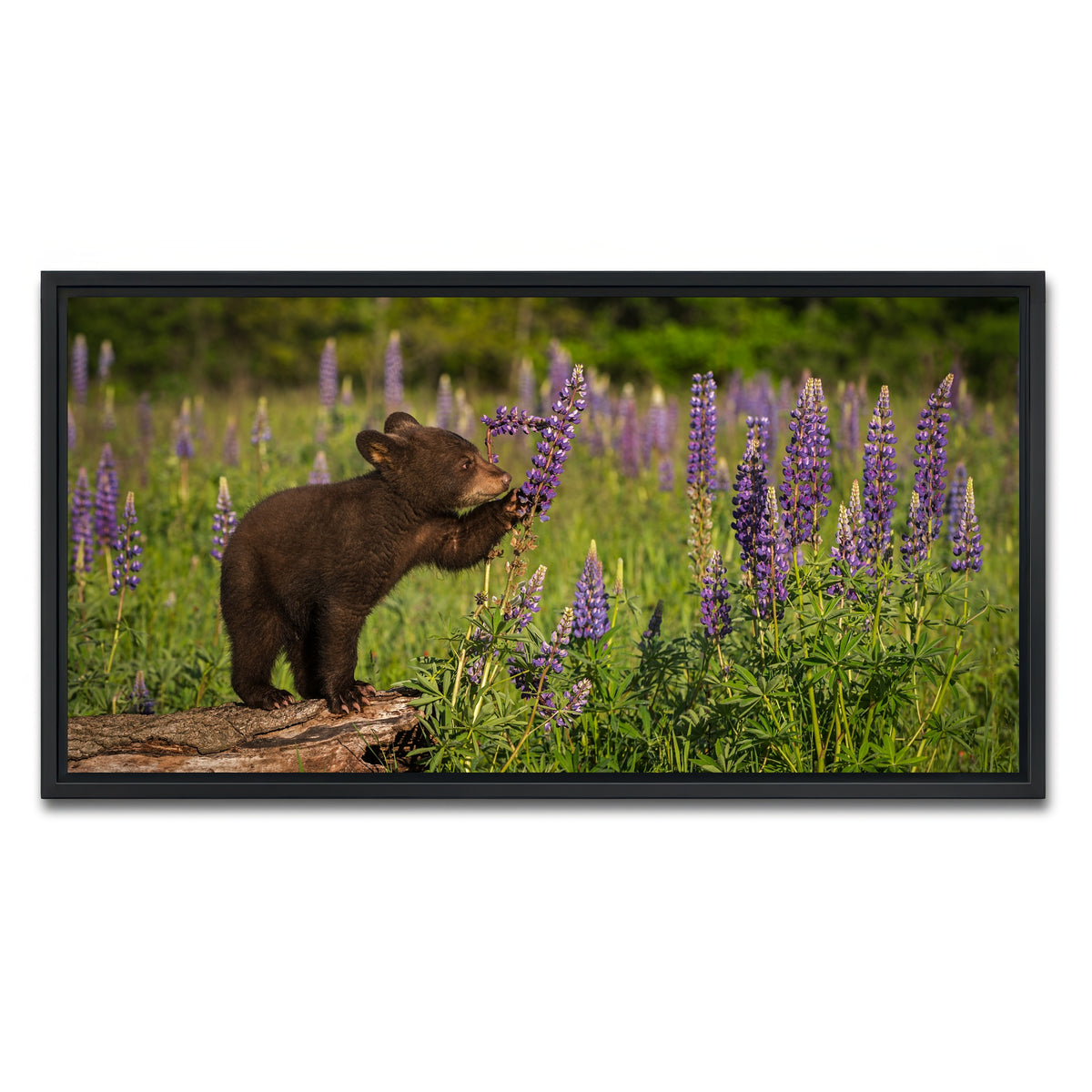 AUTO-MOCKUP WHITE | Black Bear Cub | 1 Piece | Black Framed Canvas | group=2x1