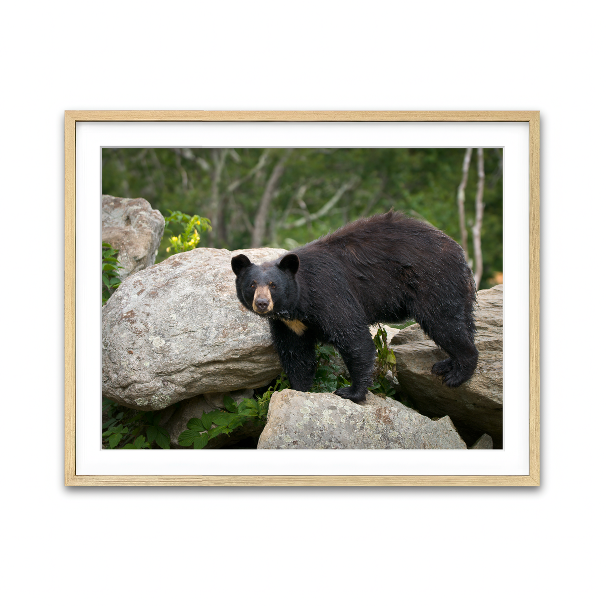 Framed Print 4x3 Natural