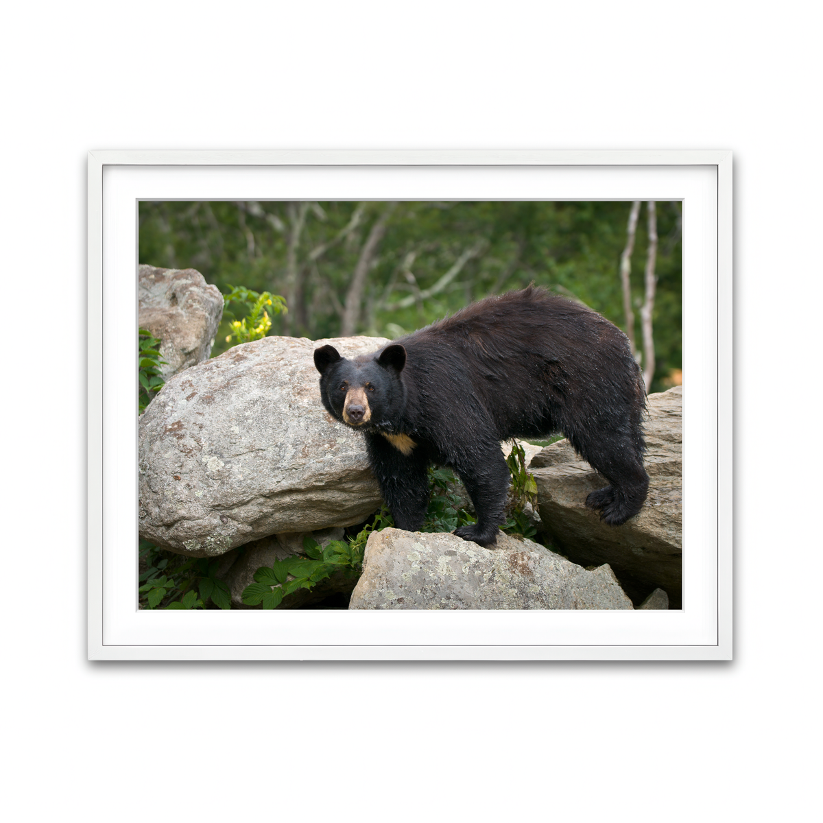 Framed Print 4x3 White