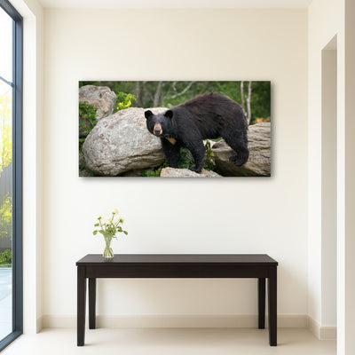 AUTO-MOCKUP ROOM | Black Bear