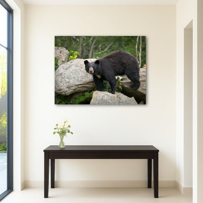 AUTO-MOCKUP ROOM | Black Bear