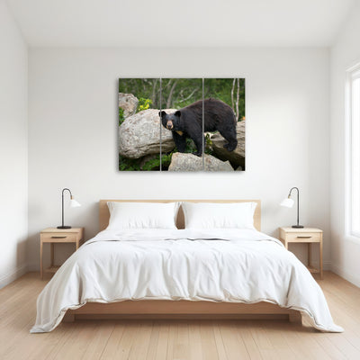 AUTO-MOCKUP ROOM | Black Bear
