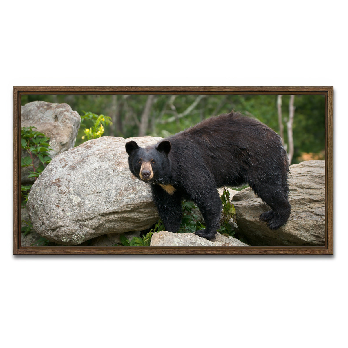 AUTO-MOCKUP WHITE | Black Bear | 1 Piece | Walnut Framed Canvas | group=2x1