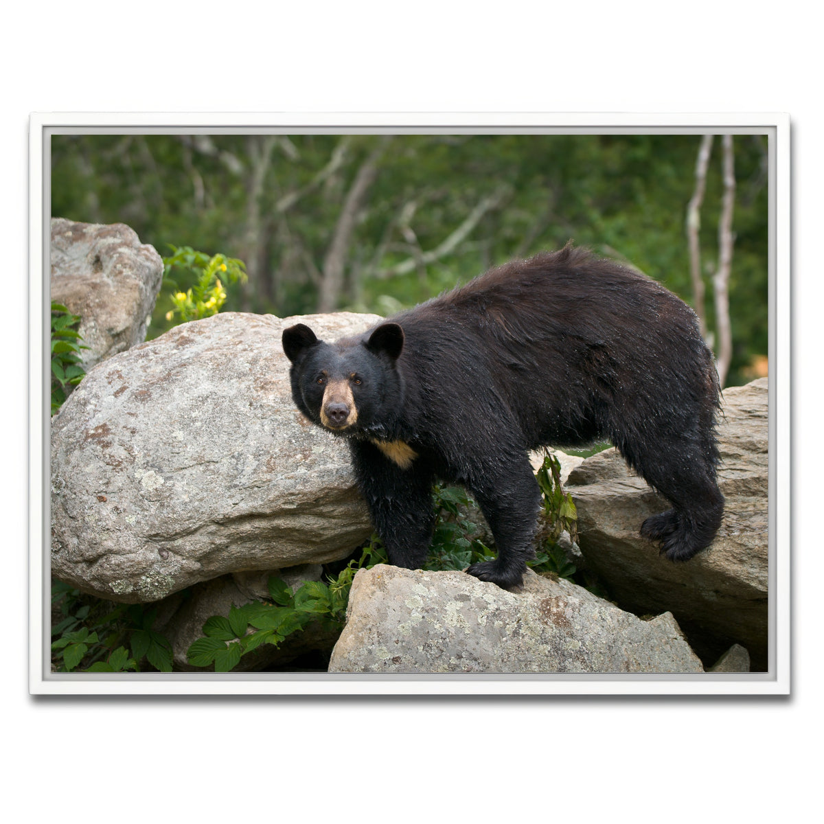 AUTO-MOCKUP WHITE | Black Bear | 1 Piece | White Framed Canvas | group=4x3