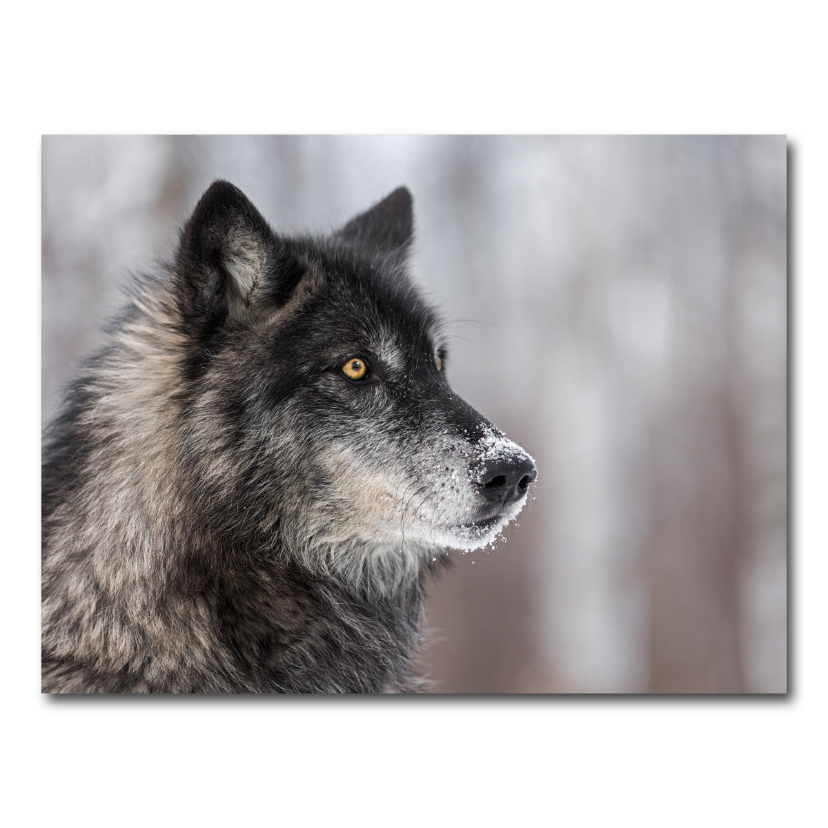 AUTO-MOCKUP WHITE | Black Grey Wolf | 1 Piece | Gallery Wrap Canvas | group=4x3