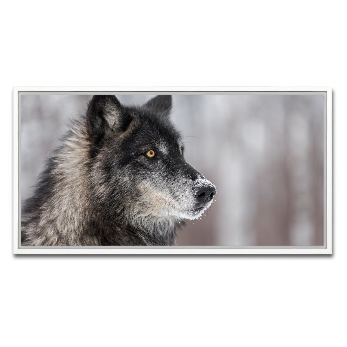 AUTO-MOCKUP WHITE | Black Grey Wolf | 1 Piece | White Framed Canvas | group=2x1