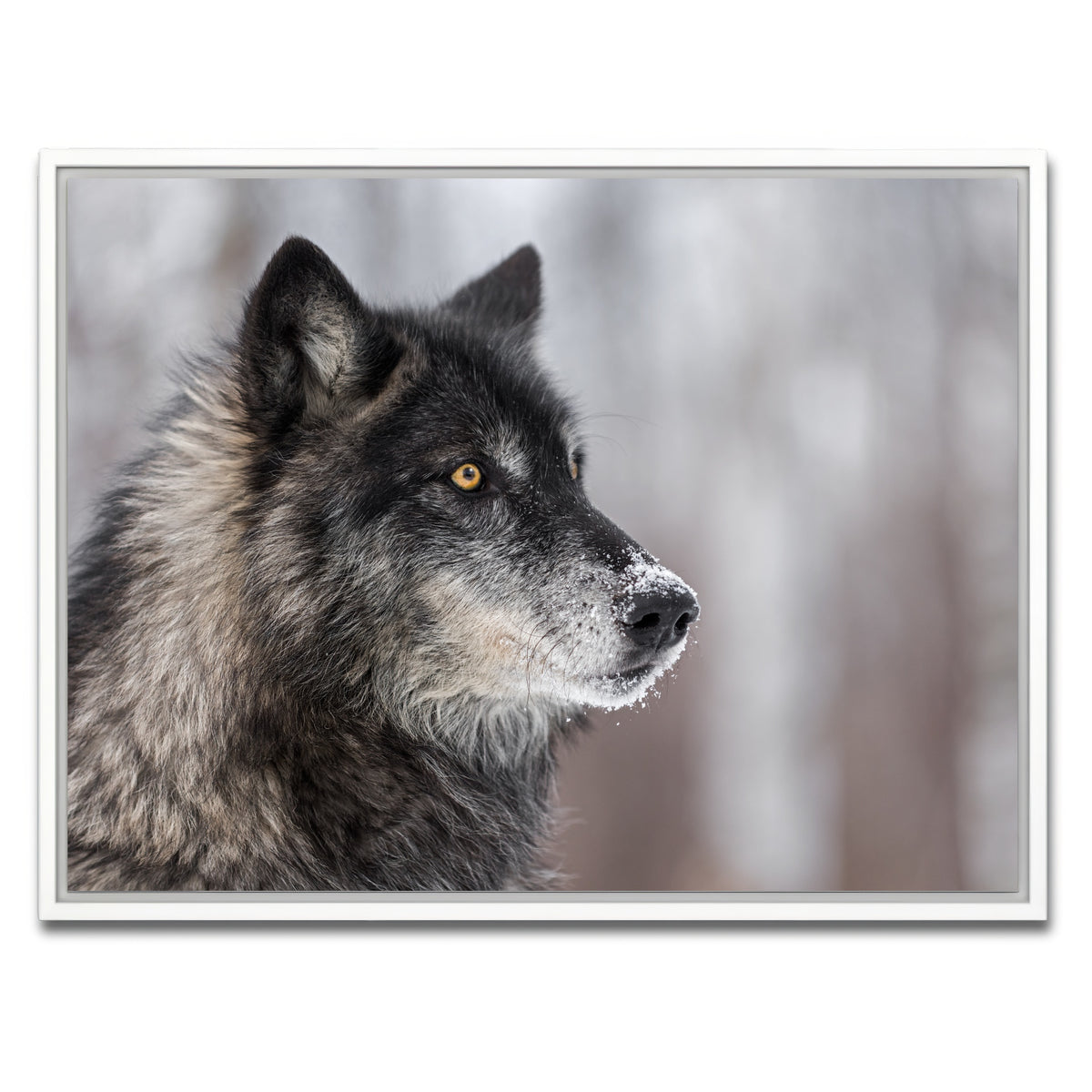AUTO-MOCKUP WHITE | Black Grey Wolf | 1 Piece | White Framed Canvas | group=4x3
