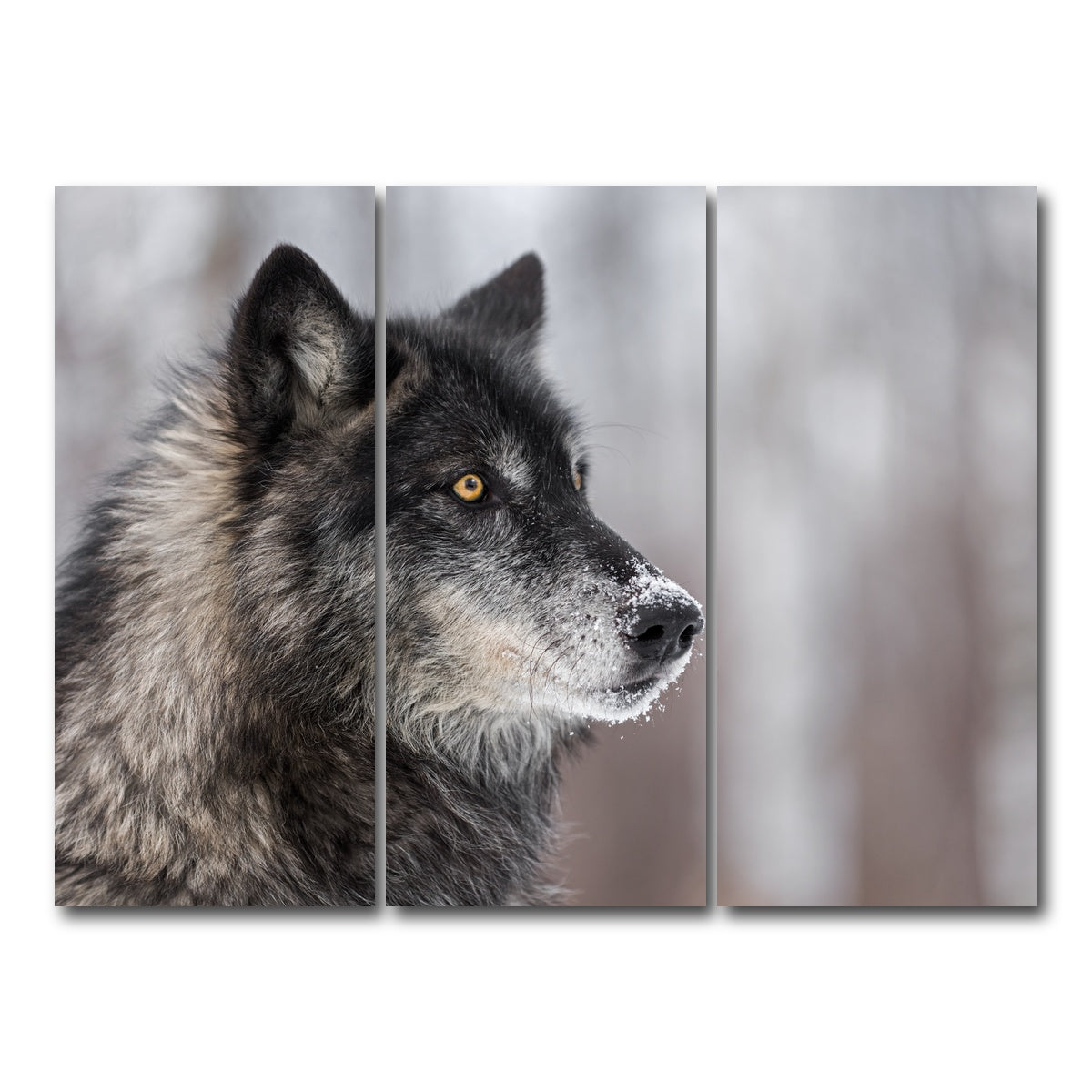 AUTO-MOCKUP WHITE | Black Grey Wolf | 3 Piece | Gallery Wrap Canvas | group=8x18