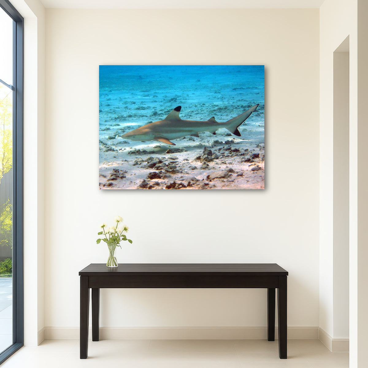 AUTO-MOCKUP ROOM | Black Tip Reef Shark