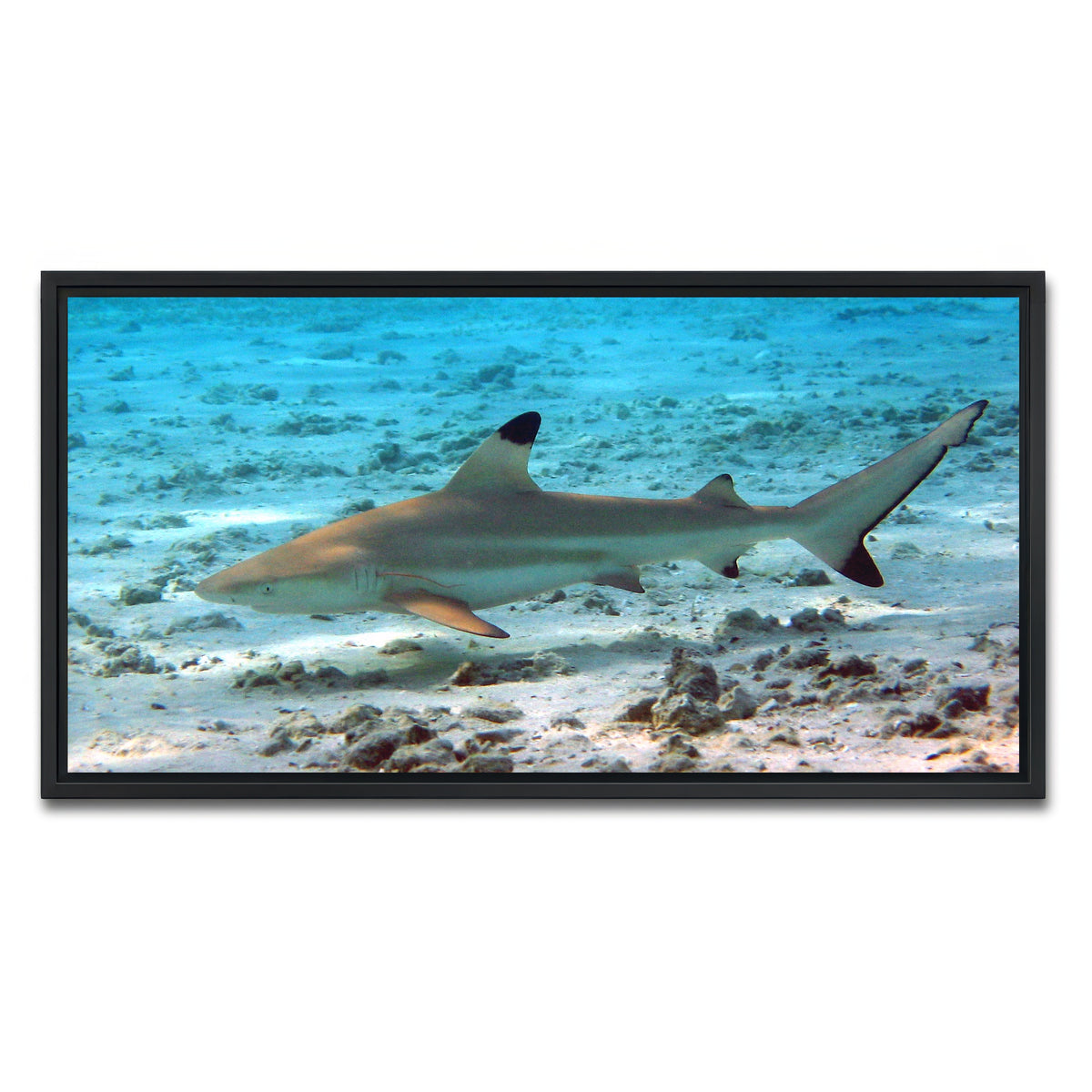 AUTO-MOCKUP WHITE | Black Tip Reef Shark | 1 Piece | Black Framed Canvas | group=2x1