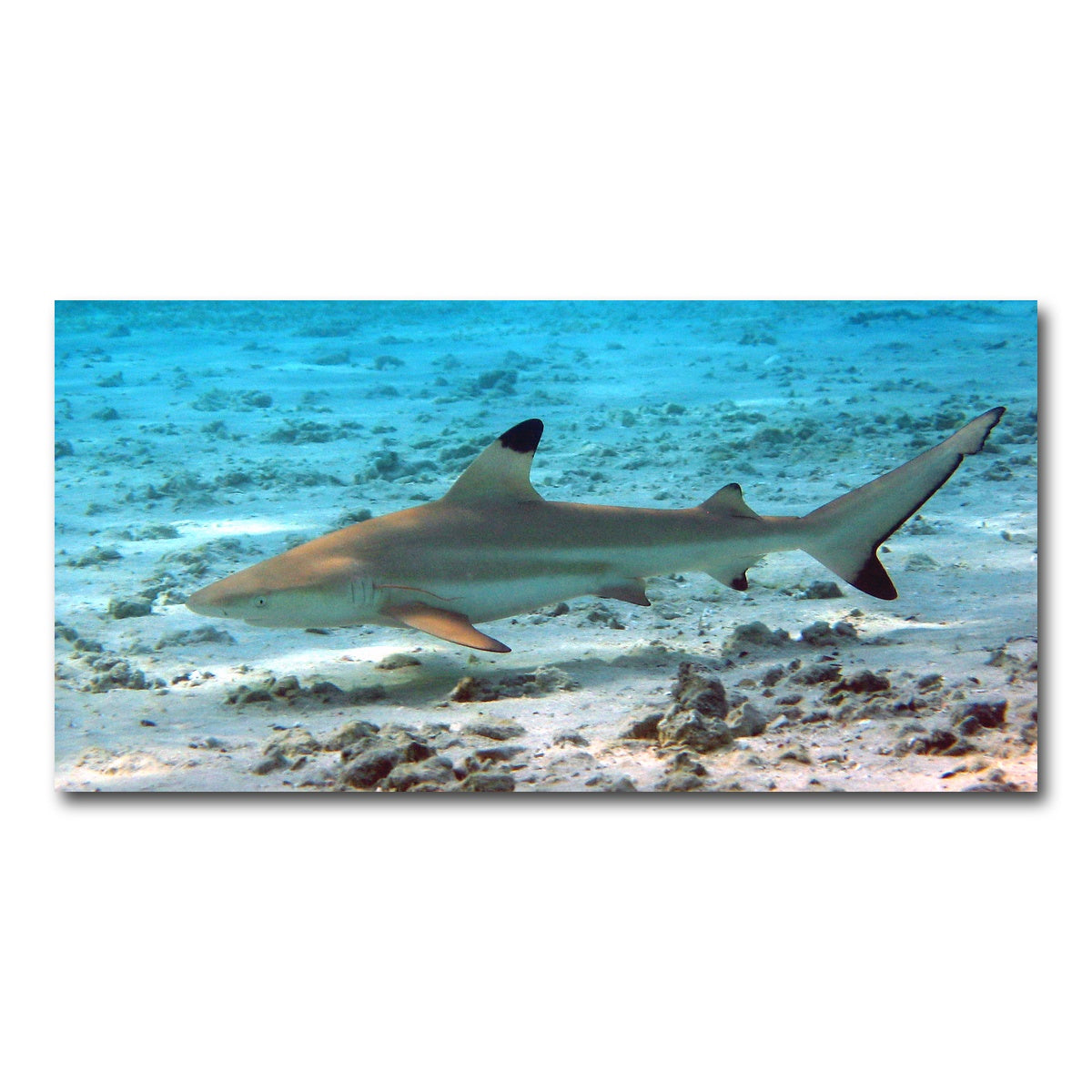 AUTO-MOCKUP WHITE | Black Tip Reef Shark | 1 Piece | Gallery Wrap Canvas | group=2x1