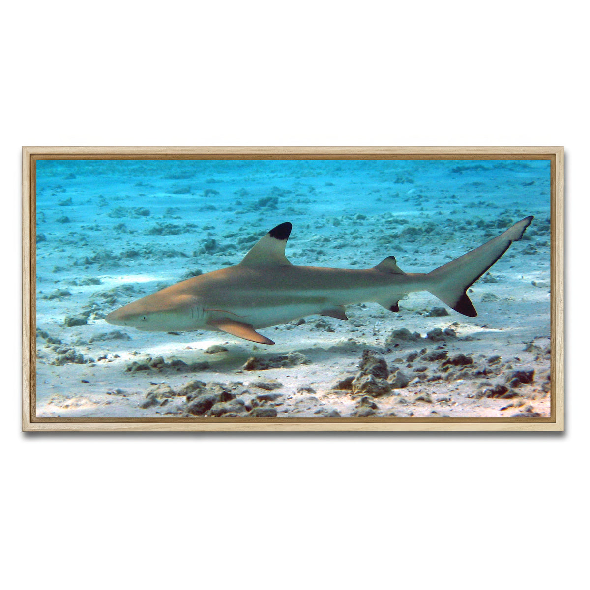 AUTO-MOCKUP WHITE | Black Tip Reef Shark | 1 Piece | Natural Framed Canvas | group=2x1