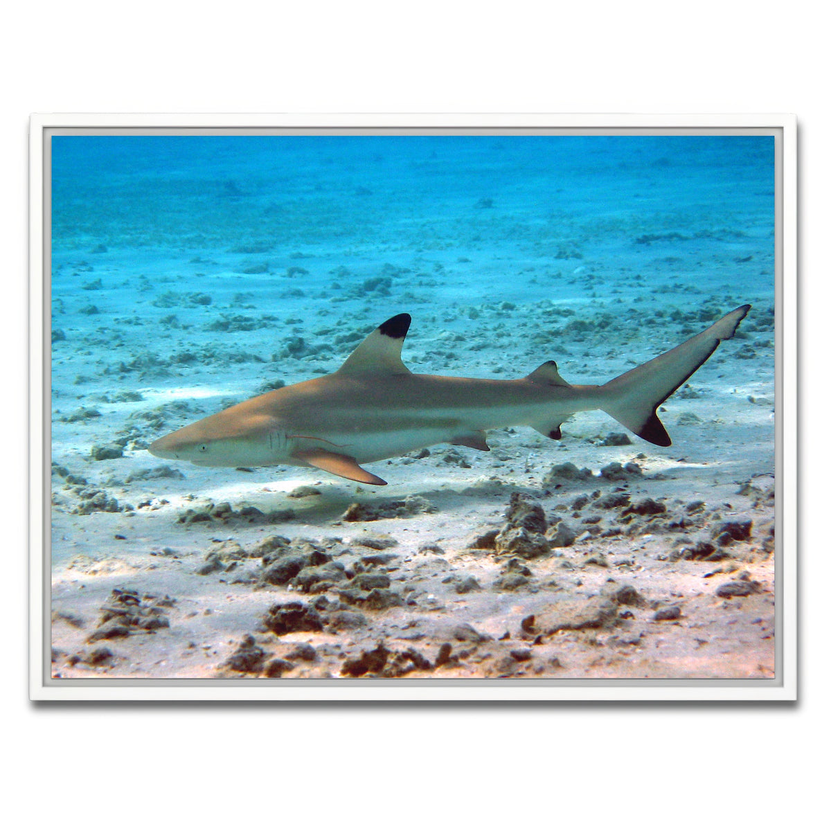 AUTO-MOCKUP WHITE | Black Tip Reef Shark | 1 Piece | White Framed Canvas | group=4x3