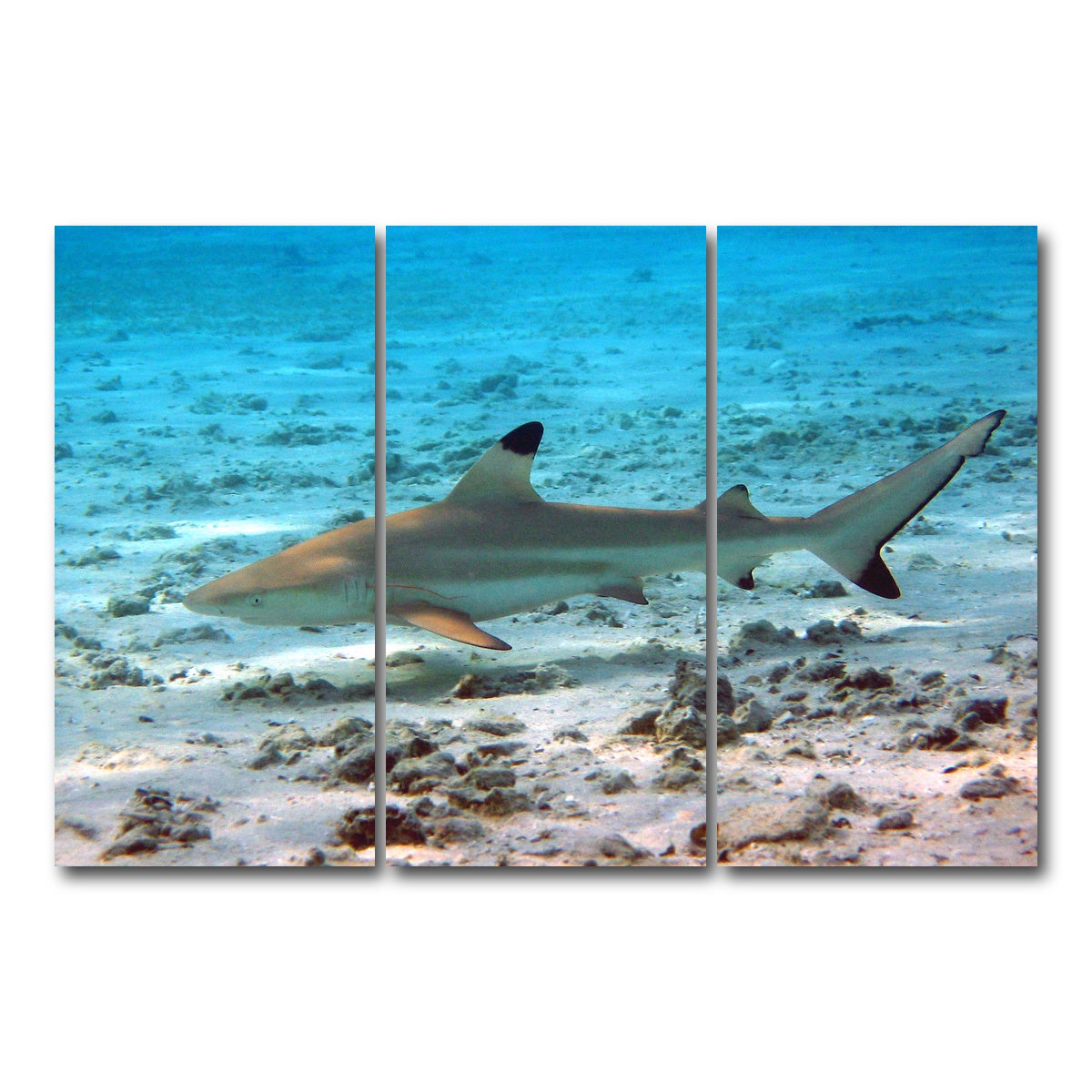 AUTO-MOCKUP WHITE | Black Tip Reef Shark | 3 Piece | Gallery Wrap Canvas | group=12x24