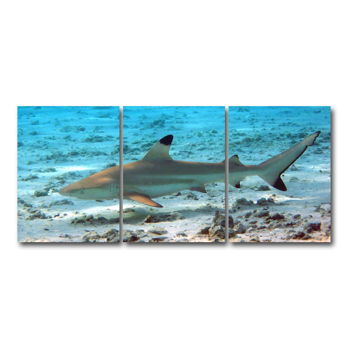 AUTO-MOCKUP WHITE | Black Tip Reef Shark | 3 Piece | Gallery Wrap Canvas | group=18x24