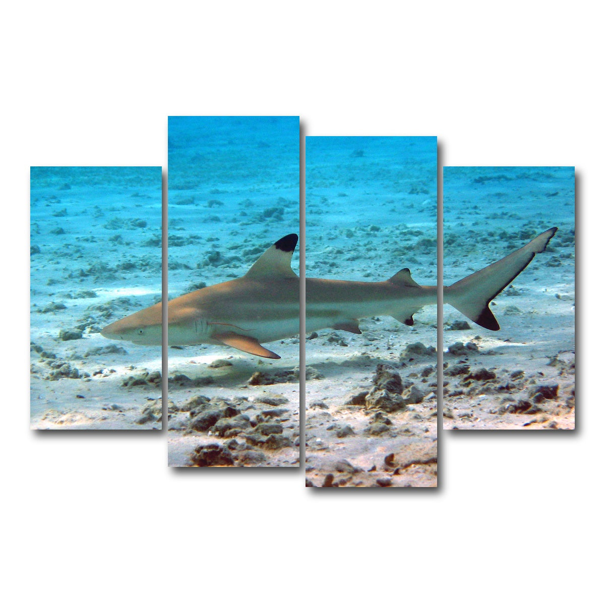 AUTO-MOCKUP WHITE | Black Tip Reef Shark | 4 Piece | Gallery Wrap Canvas | group=4_short