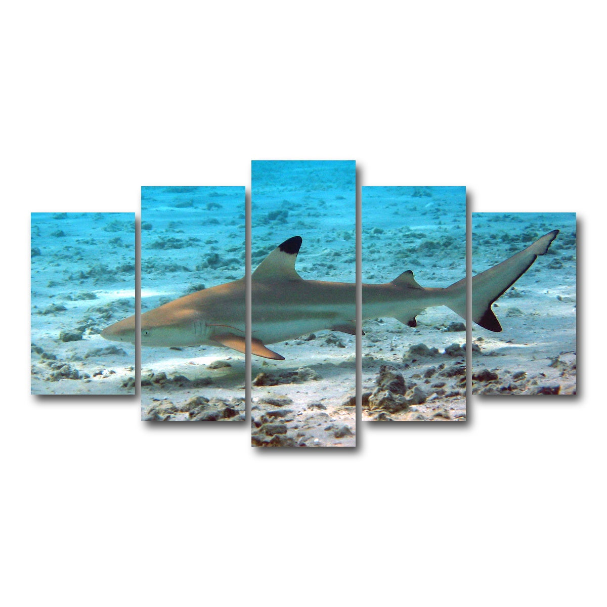 AUTO-MOCKUP WHITE | Black Tip Reef Shark | 5 Piece | Gallery Wrap Canvas | group=5_normal