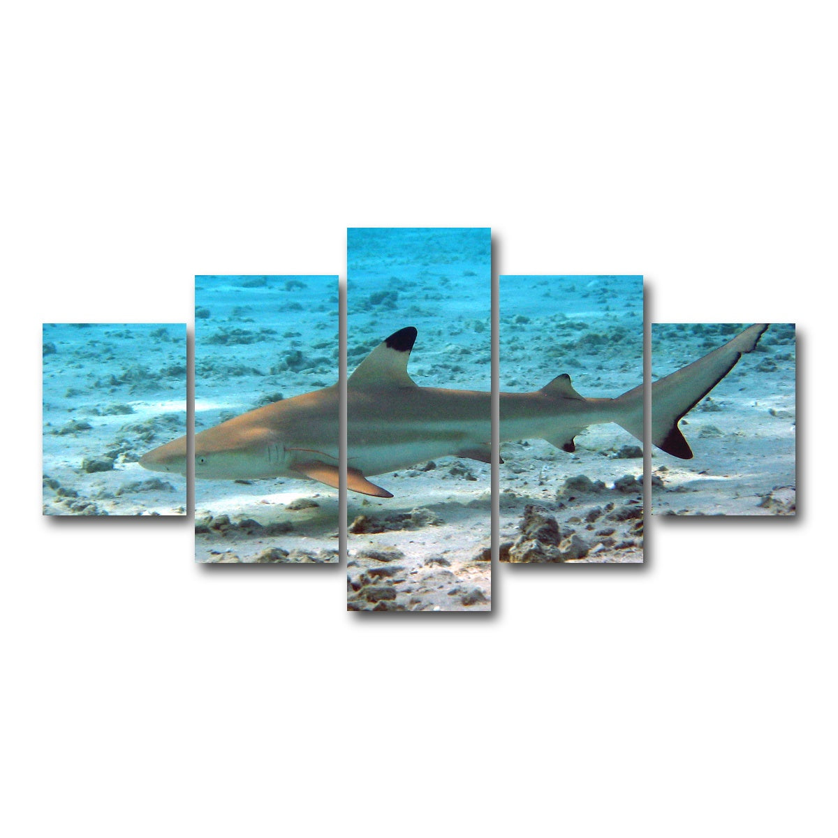 AUTO-MOCKUP WHITE | Black Tip Reef Shark | 5 Piece | Gallery Wrap Canvas | group=5_short