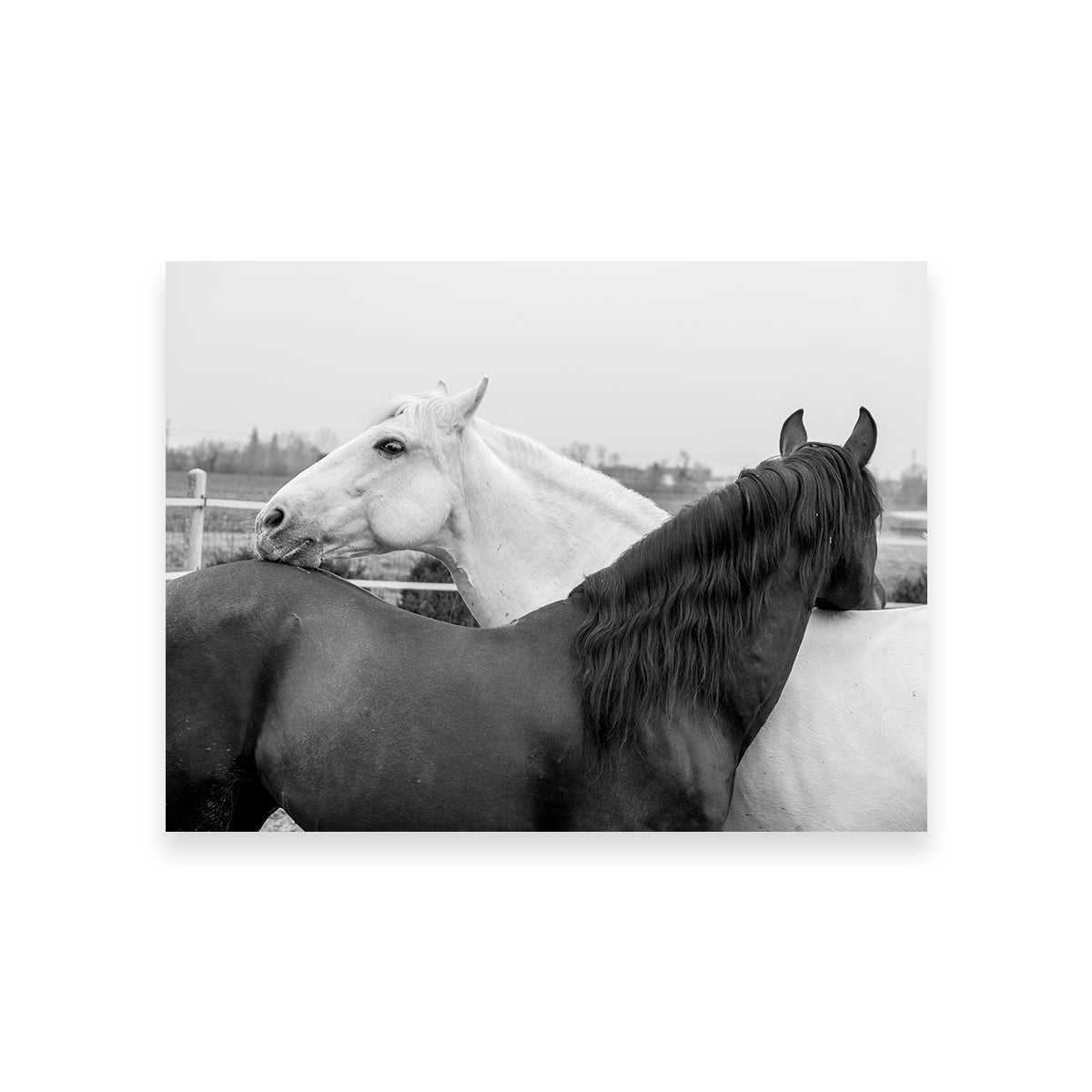 Black & White Horses Wall Art