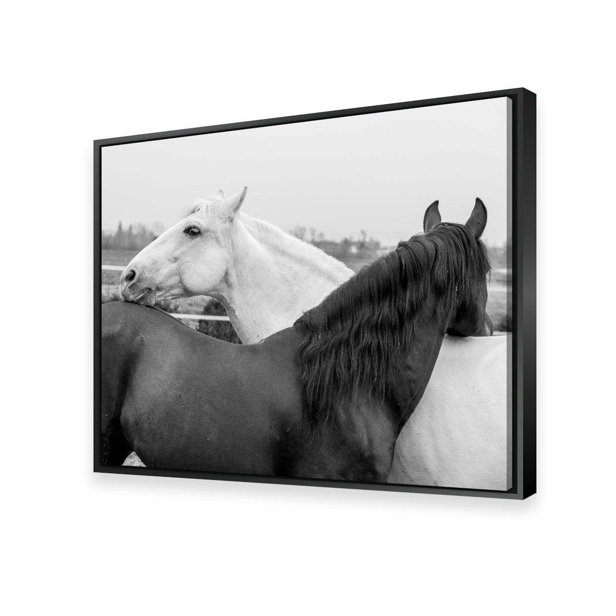Black & White Horses Wall Art