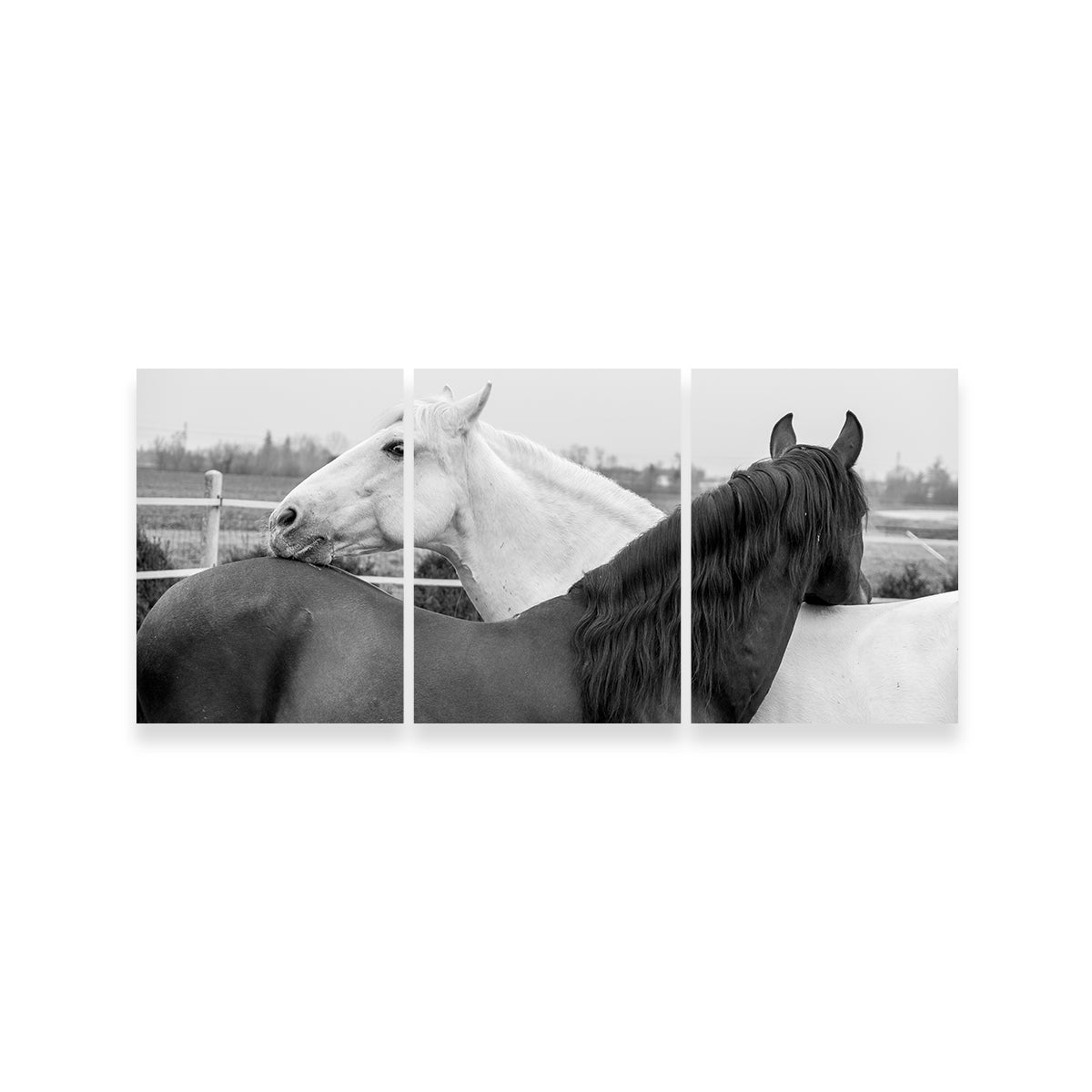Black & White Horses Wall Art