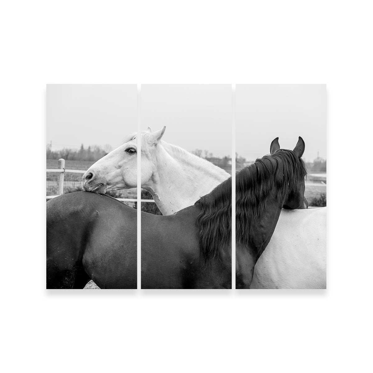 Black & White Horses Wall Art