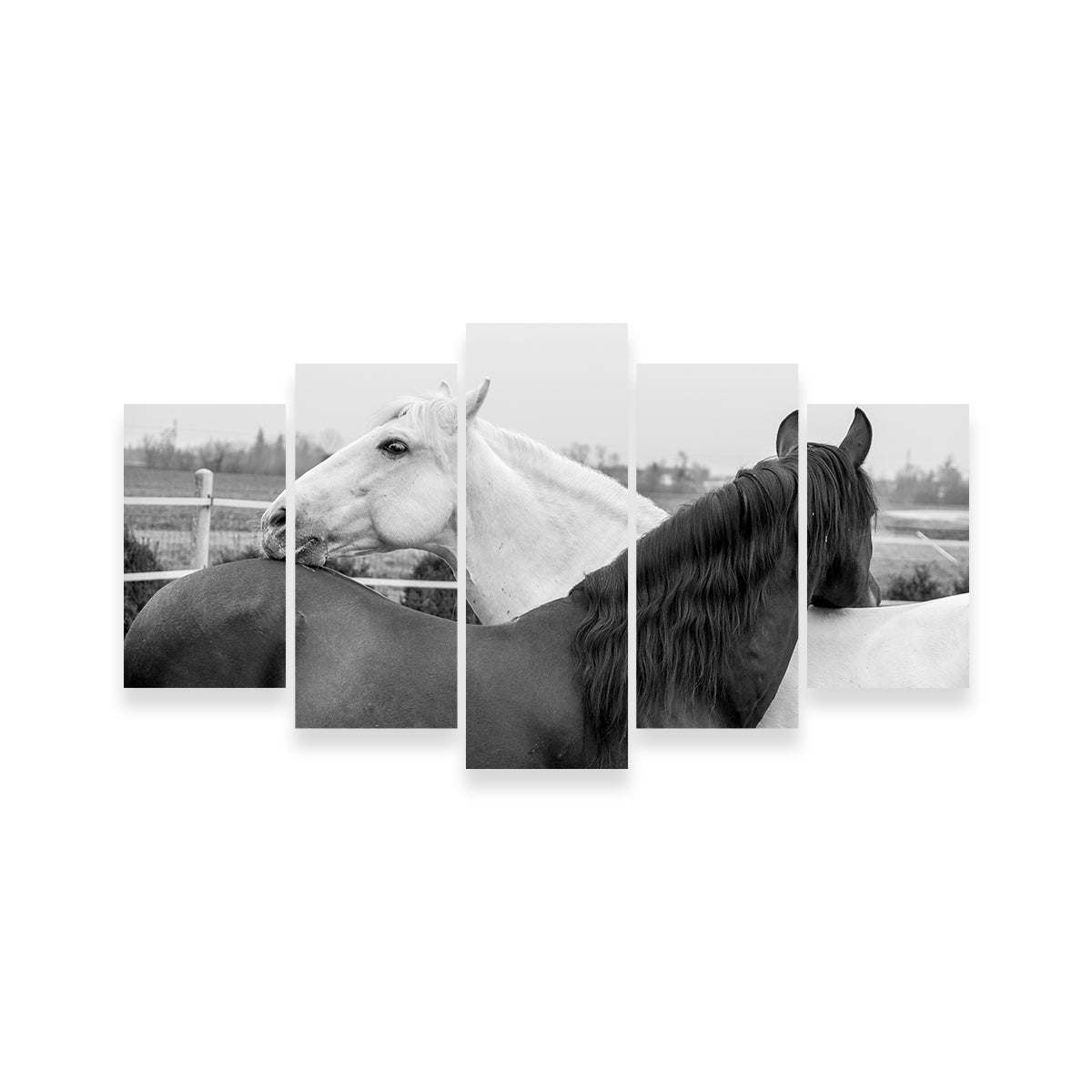Black & White Horses Wall Art