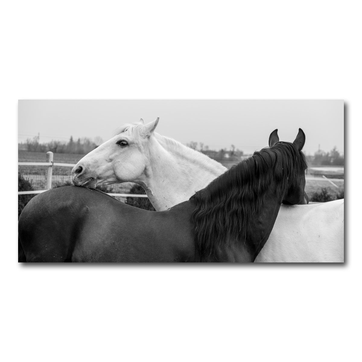 AUTO-MOCKUP WHITE | Black & White Horses | 1 Piece | Gallery Wrap Canvas | group=2x1