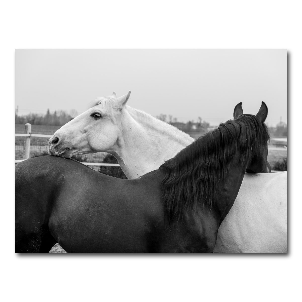 AUTO-MOCKUP WHITE | Black & White Horses | 1 Piece | Gallery Wrap Canvas | group=4x3