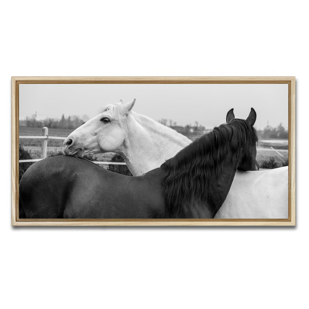 AUTO-MOCKUP WHITE | Black & White Horses | 1 Piece | Natural Framed Canvas | group=2x1