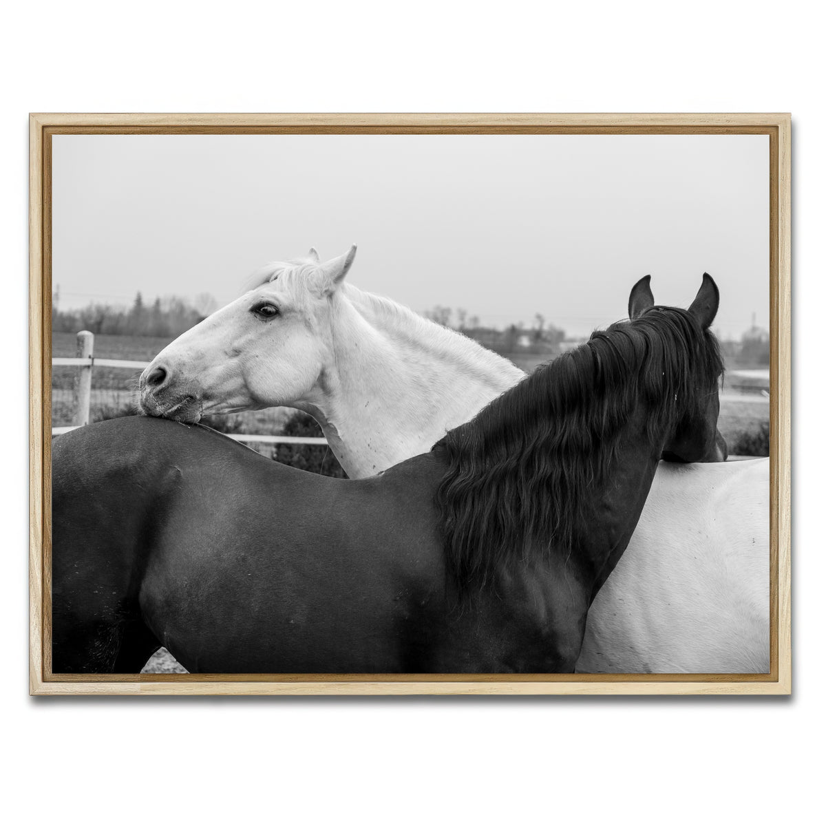 AUTO-MOCKUP WHITE | Black & White Horses | 1 Piece | Natural Framed Canvas | group=4x3
