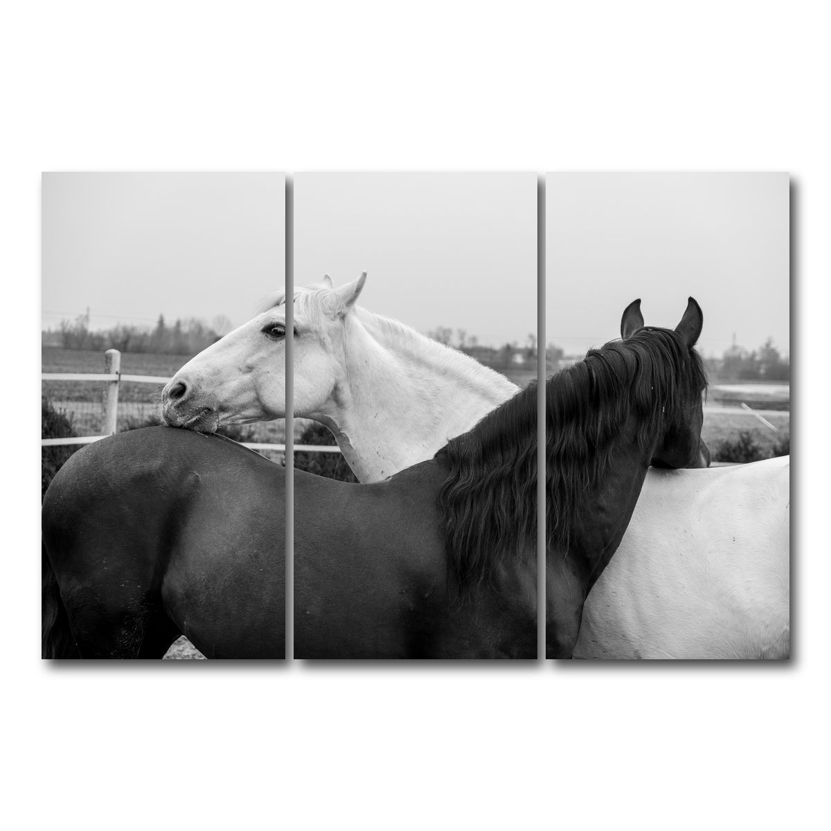 AUTO-MOCKUP WHITE | Black & White Horses | 3 Piece | Gallery Wrap Canvas | group=12x24