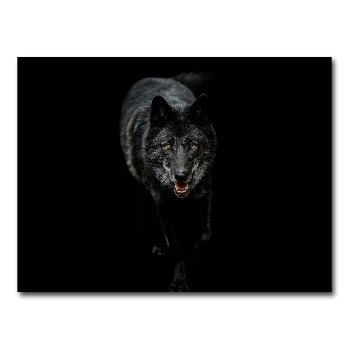 AUTO-MOCKUP WHITE | Black Wolf Black Background | 1 Piece | Gallery Wrap Canvas | group=4x3
