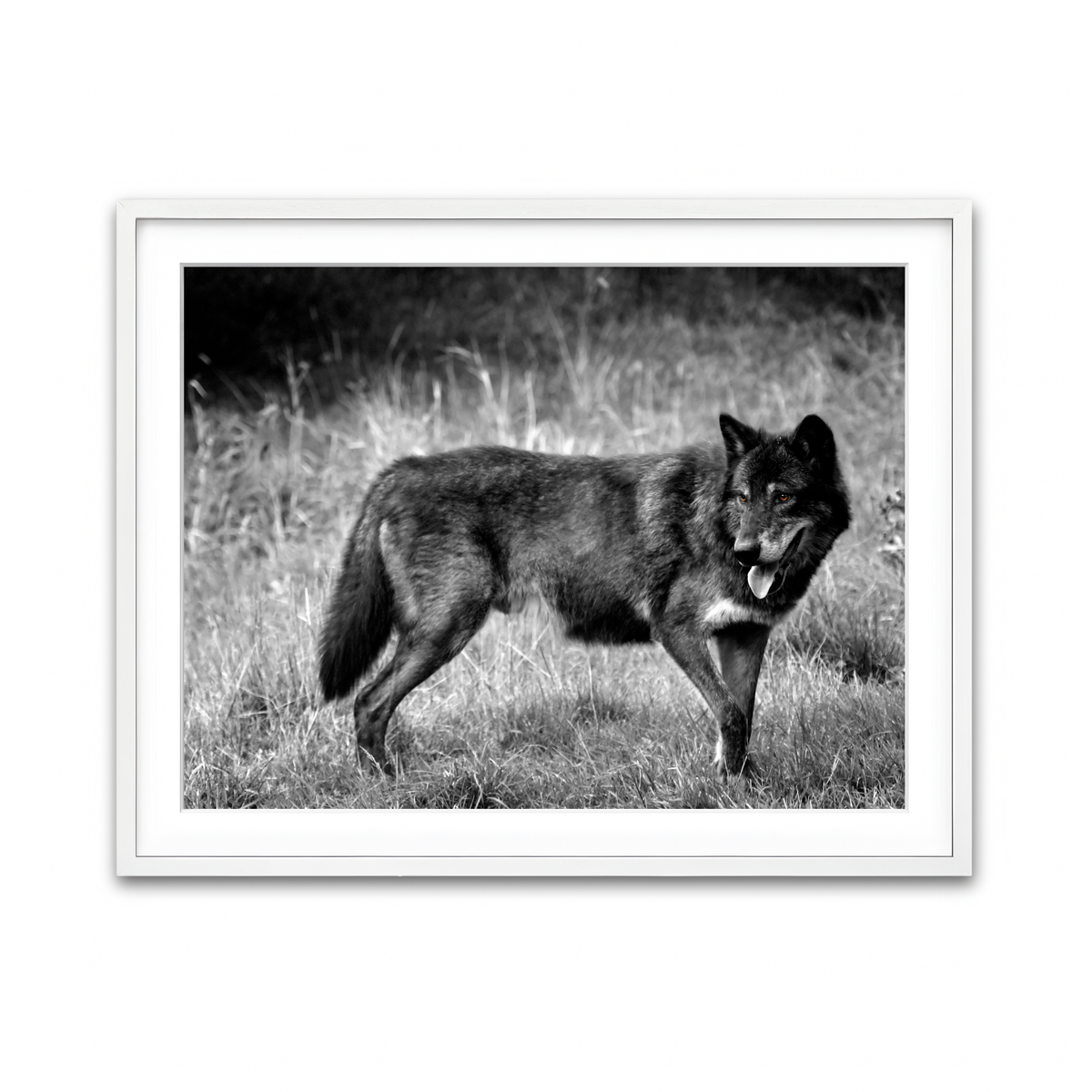 Framed Print 4x3 White