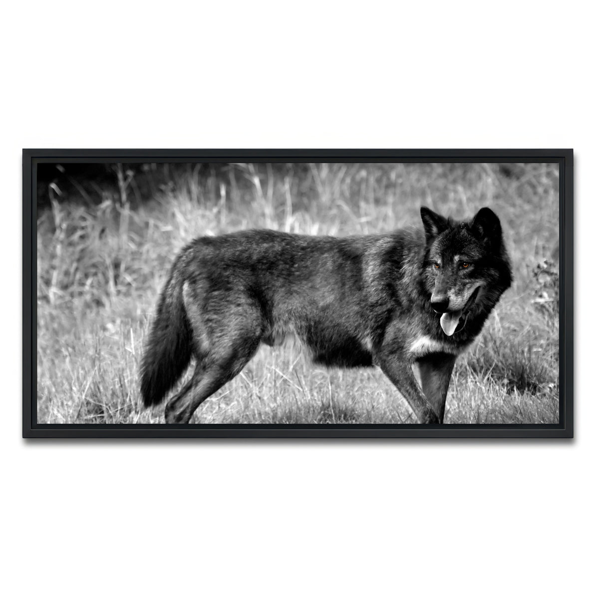 AUTO-MOCKUP WHITE | Black Wolf Grayscale | 1 Piece | Black Framed Canvas | group=2x1