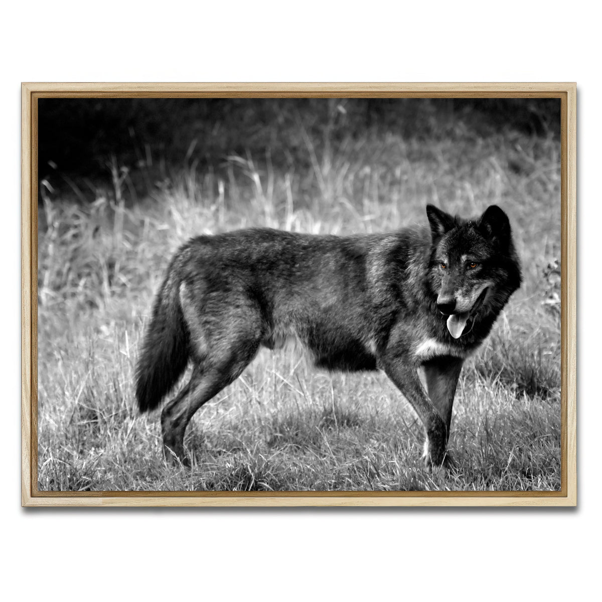 AUTO-MOCKUP WHITE | Black Wolf Grayscale | 1 Piece | Natural Framed Canvas | group=4x3