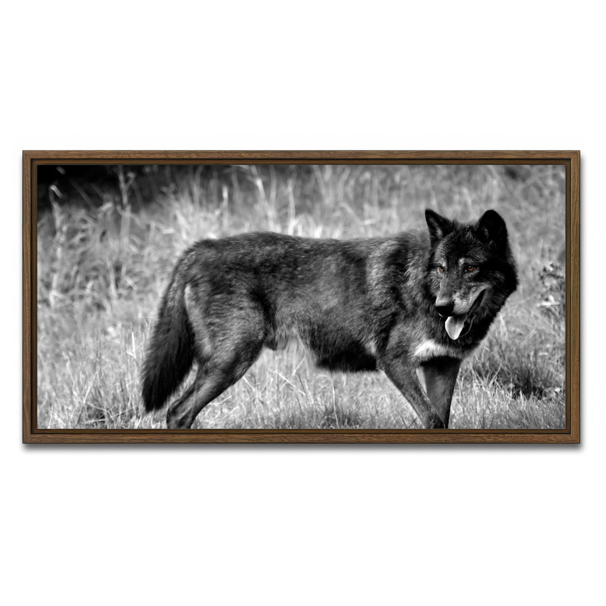 AUTO-MOCKUP WHITE | Black Wolf Grayscale | 1 Piece | Walnut Framed Canvas | group=2x1