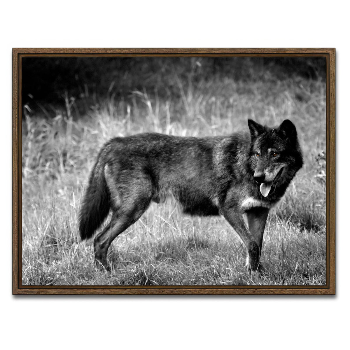 AUTO-MOCKUP WHITE | Black Wolf Grayscale | 1 Piece | Walnut Framed Canvas | group=4x3
