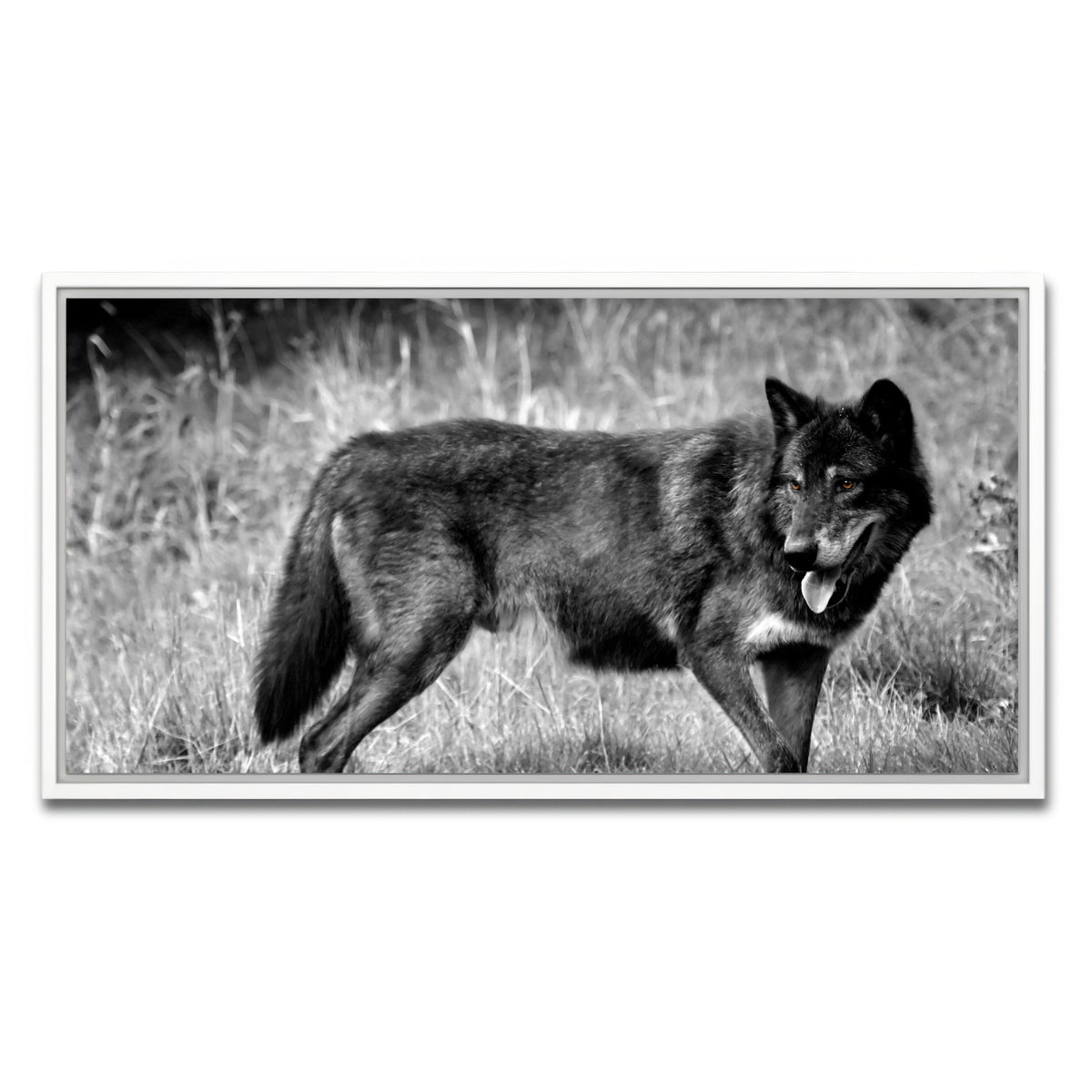 AUTO-MOCKUP WHITE | Black Wolf Grayscale | 1 Piece | White Framed Canvas | group=2x1