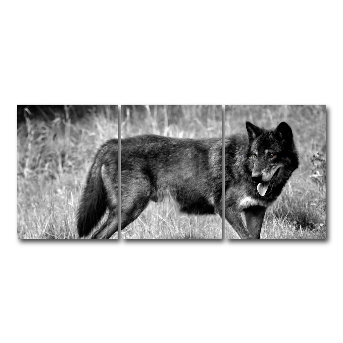 AUTO-MOCKUP WHITE | Black Wolf Grayscale | 3 Piece | Gallery Wrap Canvas | group=18x24
