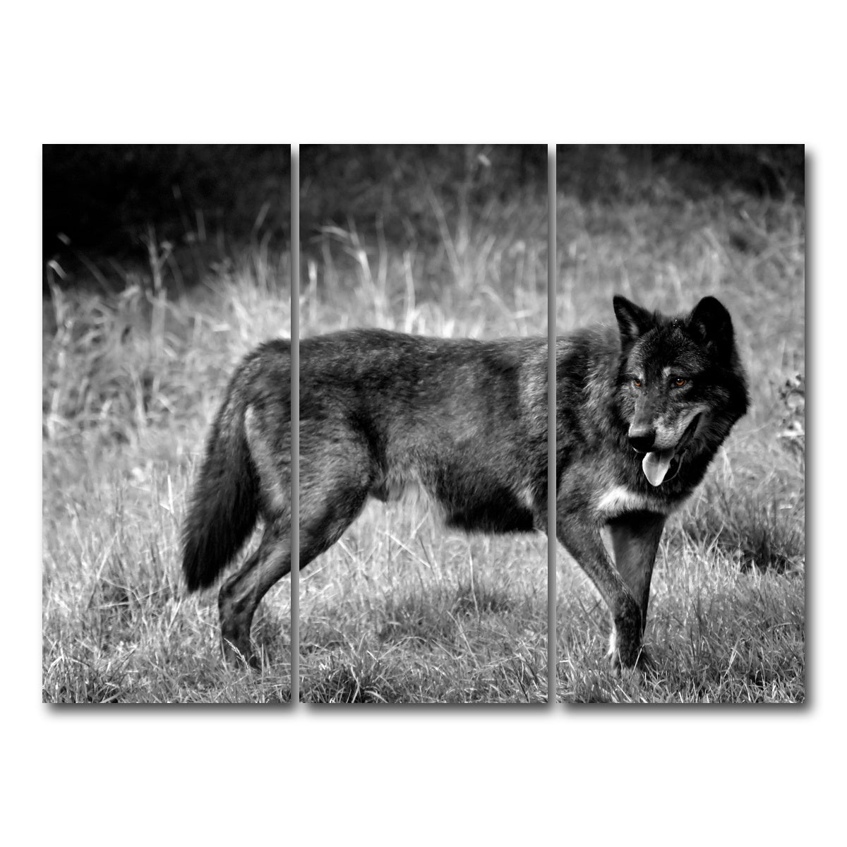 AUTO-MOCKUP WHITE | Black Wolf Grayscale | 3 Piece | Gallery Wrap Canvas | group=8x18