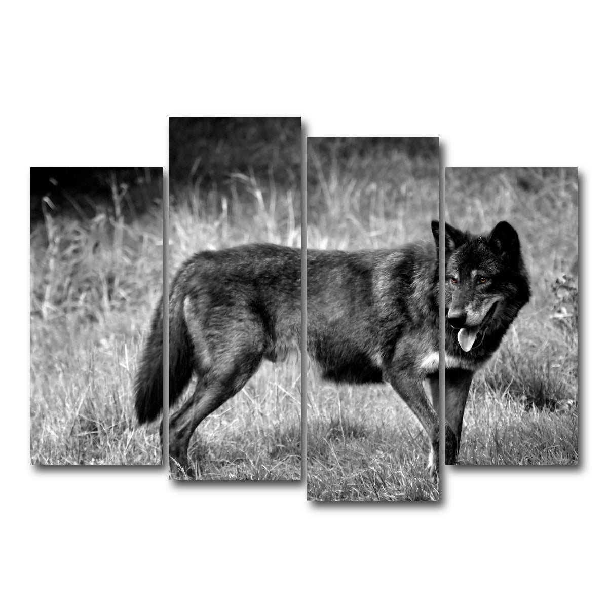 AUTO-MOCKUP WHITE | Black Wolf Grayscale | 4 Piece | Gallery Wrap Canvas | group=4_normal