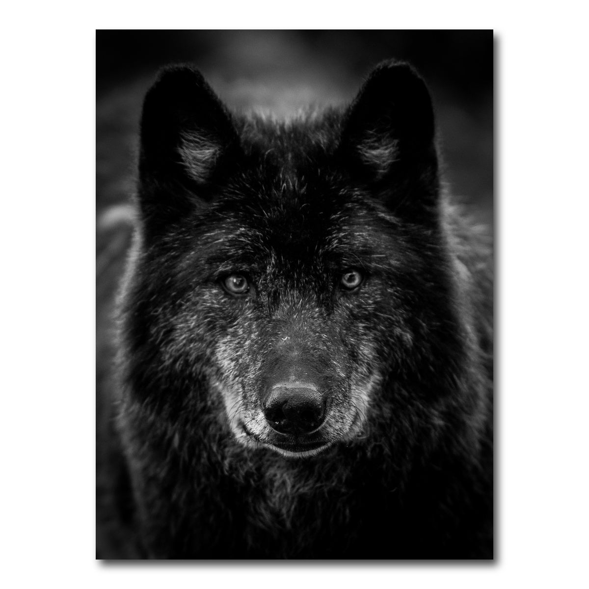 AUTO-MOCKUP WHITE | Black Wolf Headshot | 1 Piece | Gallery Wrap Canvas | group=3x4