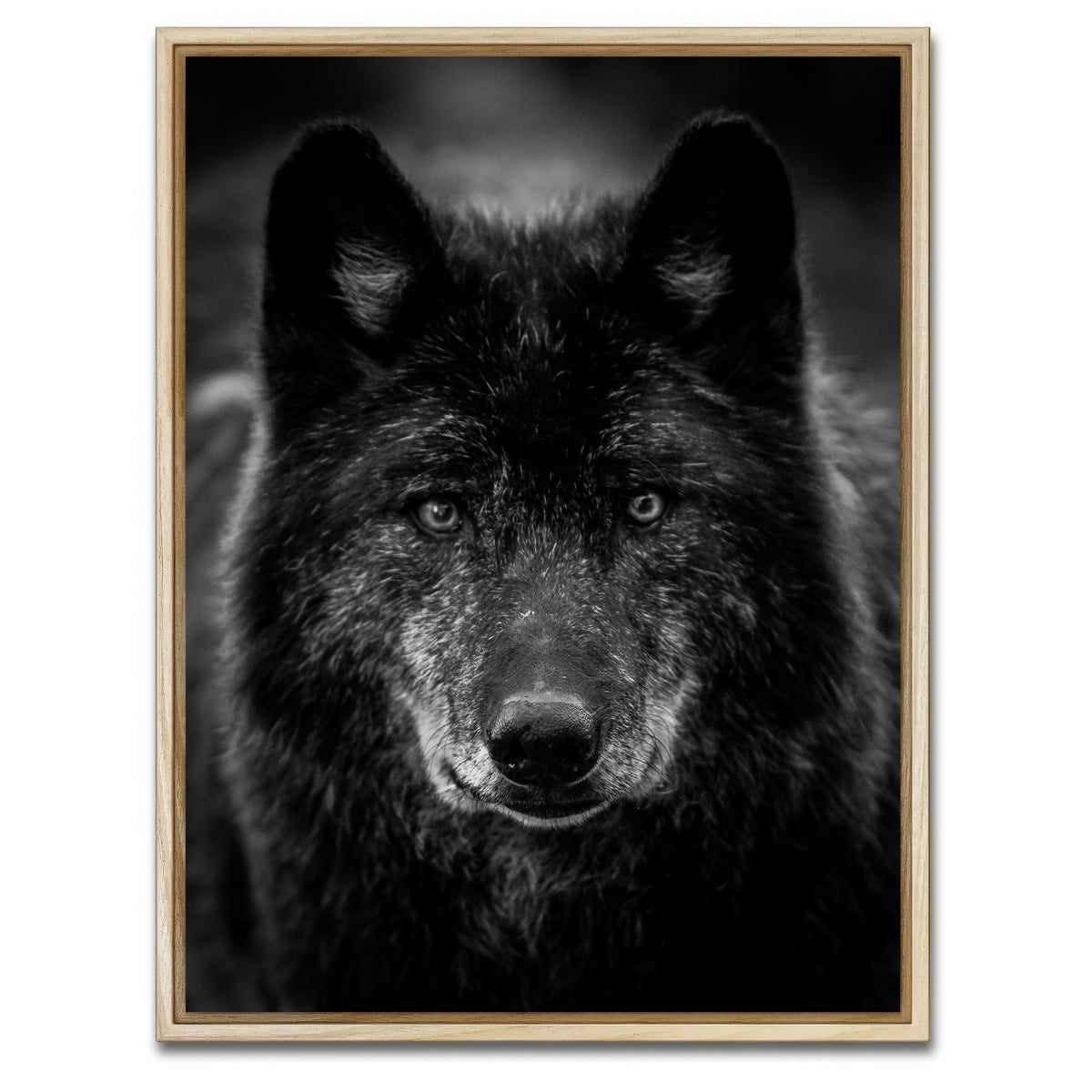 AUTO-MOCKUP WHITE | Black Wolf Headshot | 1 Piece | Natural Framed Canvas | group=3x4