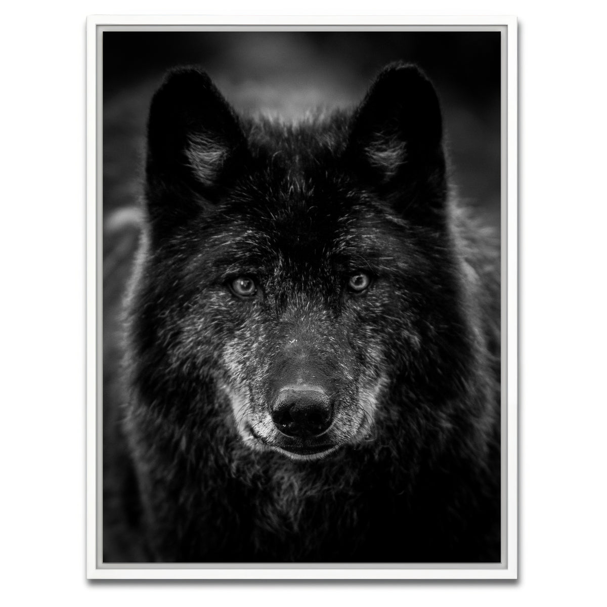 AUTO-MOCKUP WHITE | Black Wolf Headshot | 1 Piece | White Framed Canvas | group=3x4