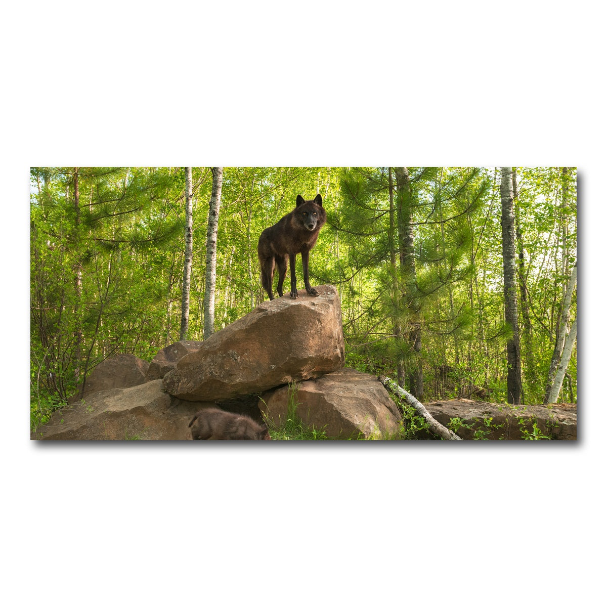AUTO-MOCKUP WHITE | Black Wolf on Den | 1 Piece | Gallery Wrap Canvas | group=2x1