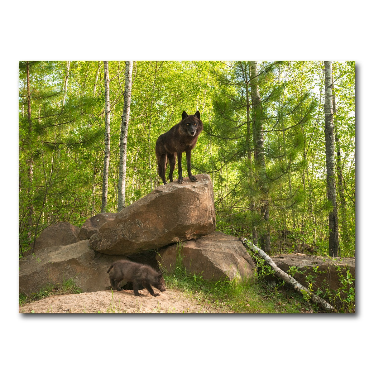 AUTO-MOCKUP WHITE | Black Wolf on Den | 1 Piece | Gallery Wrap Canvas | group=4x3