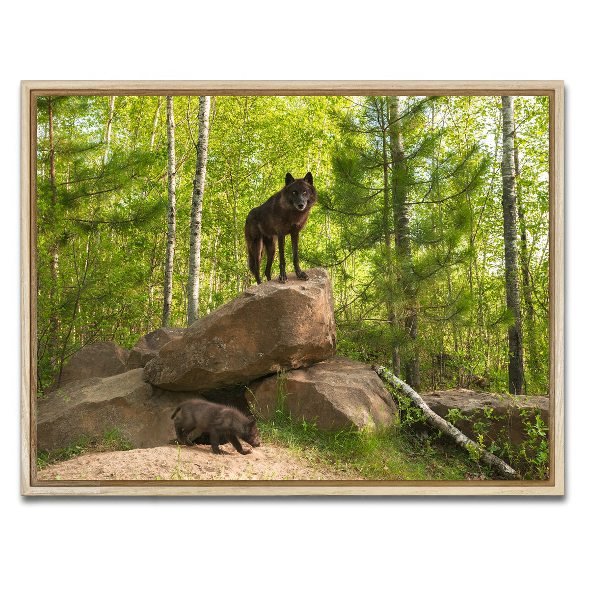 AUTO-MOCKUP WHITE | Black Wolf on Den | 1 Piece | Natural Framed Canvas | group=4x3