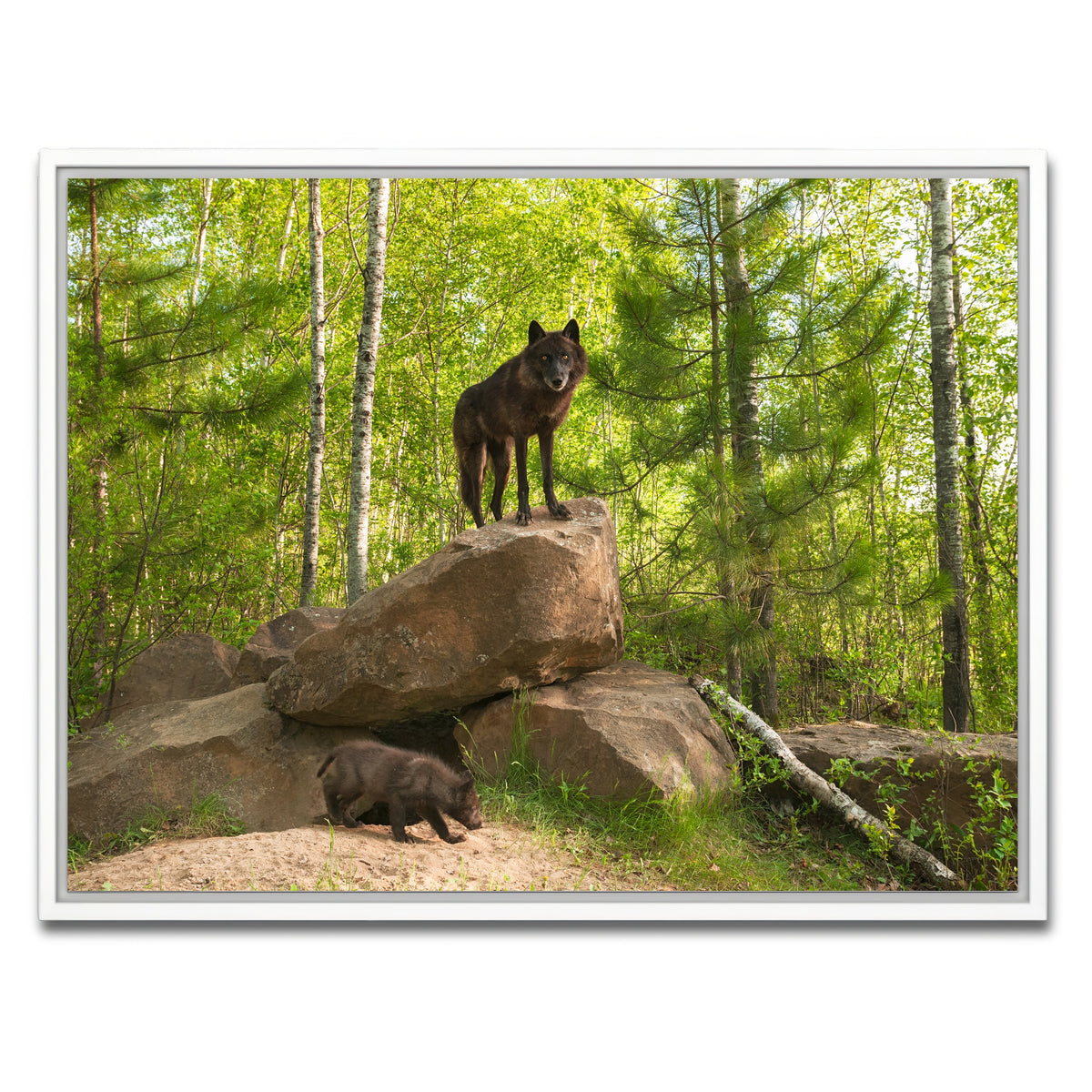 AUTO-MOCKUP WHITE | Black Wolf on Den | 1 Piece | White Framed Canvas | group=4x3
